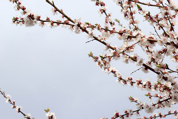 flowering apricot, beautiful white flowers on tree branches against the sky