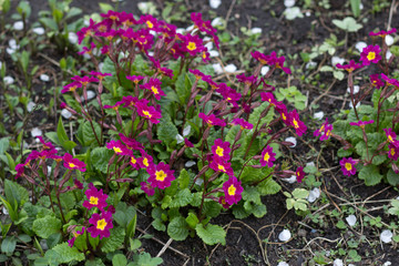 beautiful pink flowers on the lawn