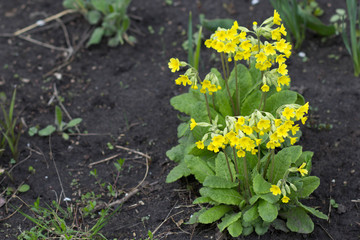 beautiful yellow flowers on the lawn