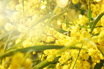 Blooming mimosa branches against the sky