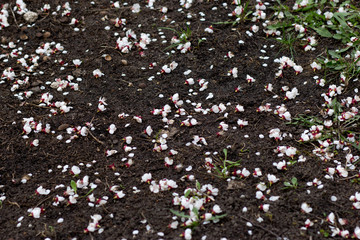 white flowering trees on the ground, texture