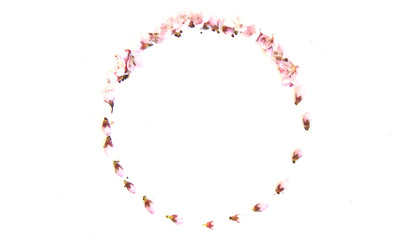Round frame with pink buds of flowers, branches and leaves isolated on a white background. layout, top view, space.