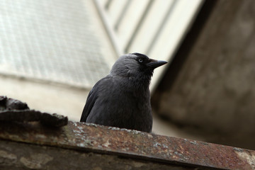 gray bird jackdaw with blue eyes sits on the visor of an apartment building entrance