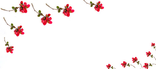 Obraz premium Round frame with pink buds of flowers, branches and leaves isolated on a white background. layout, top view, space.