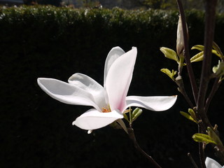 Magnolien © Alexandra S.