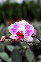 Beautiful Orchid Flower. Beautiful purple and yellow orchid flower