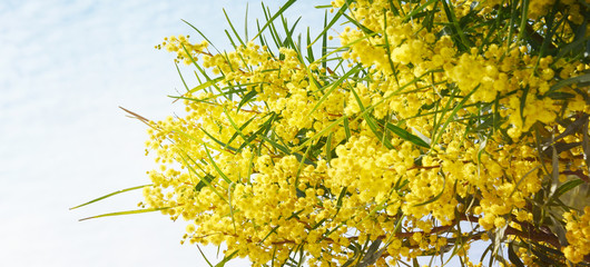 Obraz premium Blooming mimosa branches against the sky