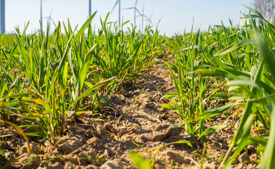 Weizenaussaat mit Windpark im Hintergrund