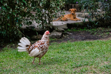chicken and dog