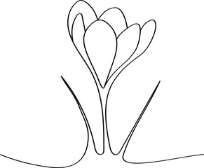 Crocuses - spring first flowers after winter, black outline of a beautiful plant. Coloring book for a children's album with a one-line drawing.