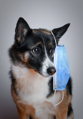 Domestic dog with medical mask against virus. Concept about animals and coronavirus, covid19