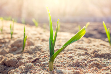 Young sprouts of garlic in the garden on a spring sunny day. Selective focus.