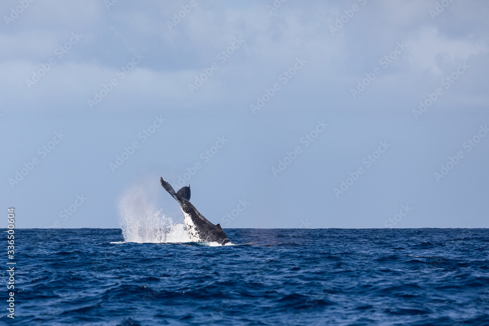 Wall mural whale tail fin over the surface young humpback playing pacific ocean wave splash