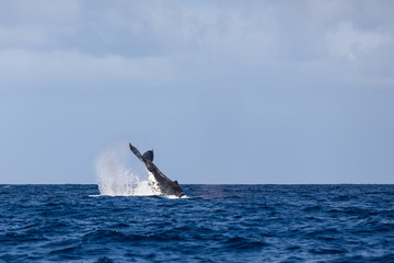 whale tail fin over the surface young humpback  playing Pacific Ocean wave splash