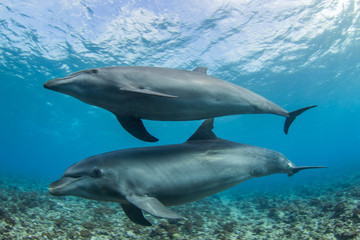 Obraz na płótnie Canvas dolphin in the water
