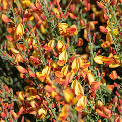 Blühender Ginster,Genista,in gelb und orange