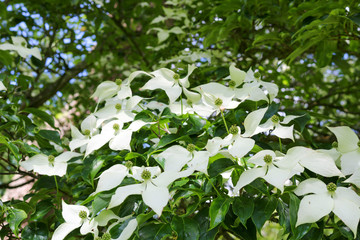 Cornus kousa, is a small deciduous tree..