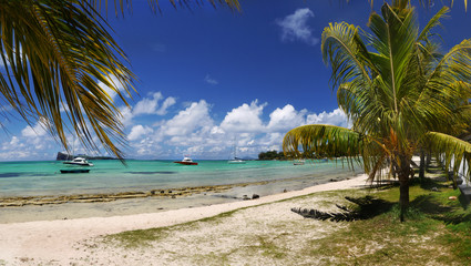 Mauritius tropical island beach with palm trees