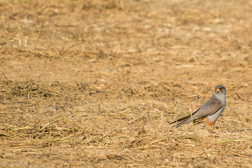 A red footed falcon (Falco vespertinus)