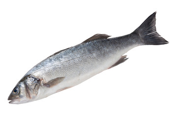 fresh silverfish seabass, on a white background, raw fish