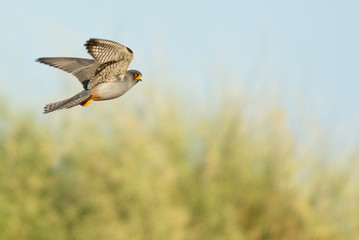 A red footed falcon (Falco vespertinus)