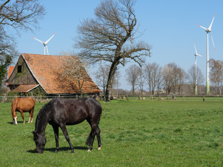 Pferde auf einer Weide im Münsterland