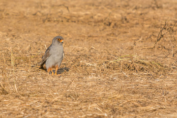 A red footed falcon (Falco vespertinus)