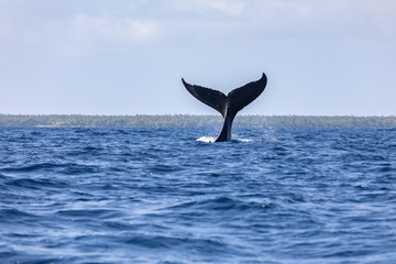whale tail fin over the surface young humpback  playing Pacific Ocean wave splash