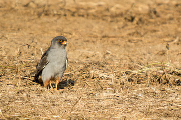 A red footed falcon (Falco vespertinus)