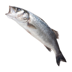 fresh silverfish seabass, on a white plate, with open mouth, as if jumping out of water