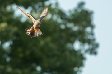 A red footed falcon (Falco vespertinus)