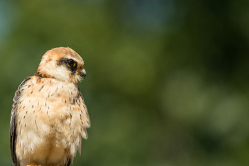 A red footed falcon (Falco vespertinus)