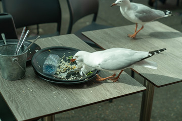 Blurred head of seagull as it moved to scavenge left-over food.