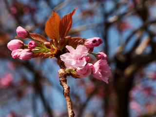 Close-up of pink cherry blossom blooming in Spring
