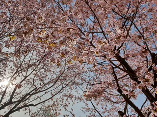 cherry blossom in spring