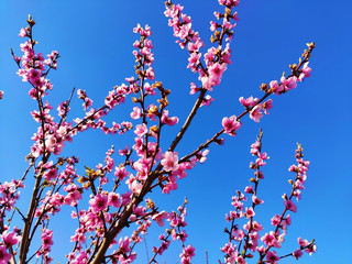 Blossoming peach tree branches, the background blurred