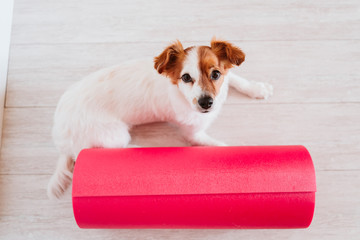 cute small jack russell dog lying on a yoga mat at home. Healthy lifestyle indoors