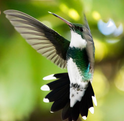 Colibri Garganta Blanca