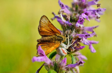 Veränderliche Krabbenspinne mit gefangenen Schmetterling