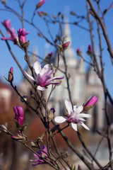 Terry pink magnolia blossoms against the background of an old church in spring, background. Multi-petal magnolia in Vinnitsya