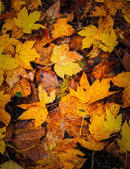 Yellow autumnal leaves as nature background.
