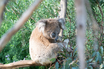 Cuddly koala up tree