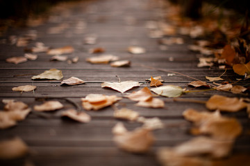 sendero plataforma de madera natural con hojas doradas de otoño