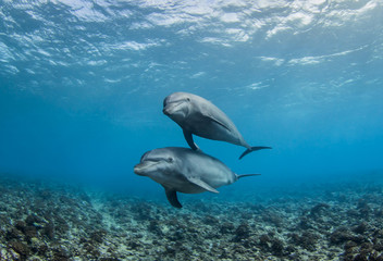 Fototapeta premium dolphin in blue water