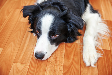 Stay home. Funny portrait of smilling puppy dog border collie lying on floor indoors. New lovely member of family little dog at home gazing and waiting. Pet care and animal life quarantine concept.