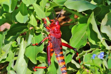 Portrait of a red Koppie Foam Grasshopper