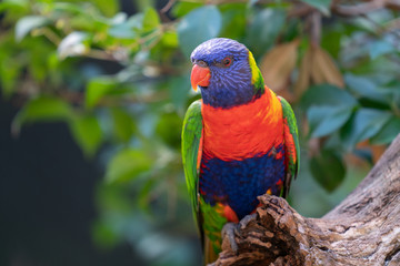 Rainbow lorikeet on branch