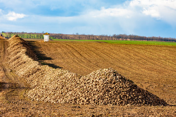 sugar beet near Jaroslavice, Southern Moravia, Czech Republic
