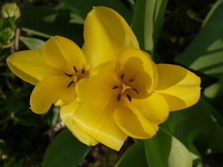 Frühlingsblüten