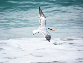 King Tern in flight